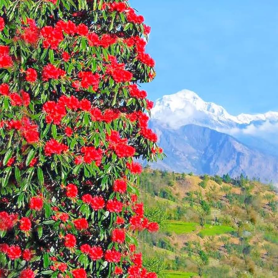 Burash (Rhododendron) Flower- Uttarakhand