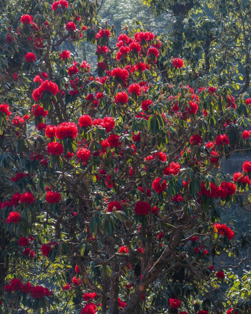 Buransh Flower in Uttarakhand