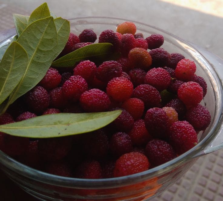 Famous Wild Fruit of Uttarakhand